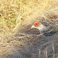 Male Cheer Pheasant (Catreus wallichii), Uttarakhand, India